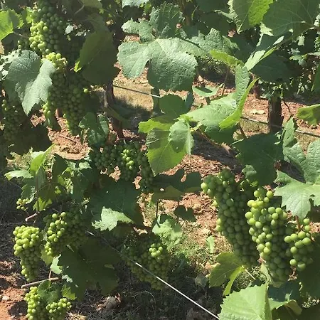 O P'tit Bawala * Beblenheim